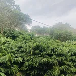 Bán 1,4 ha đất trồng cà phê giá 1,499 tỷ tại Đăk Gằn, Đăk Mil, Đắk Nông - Ảnh thu nhỏ 1