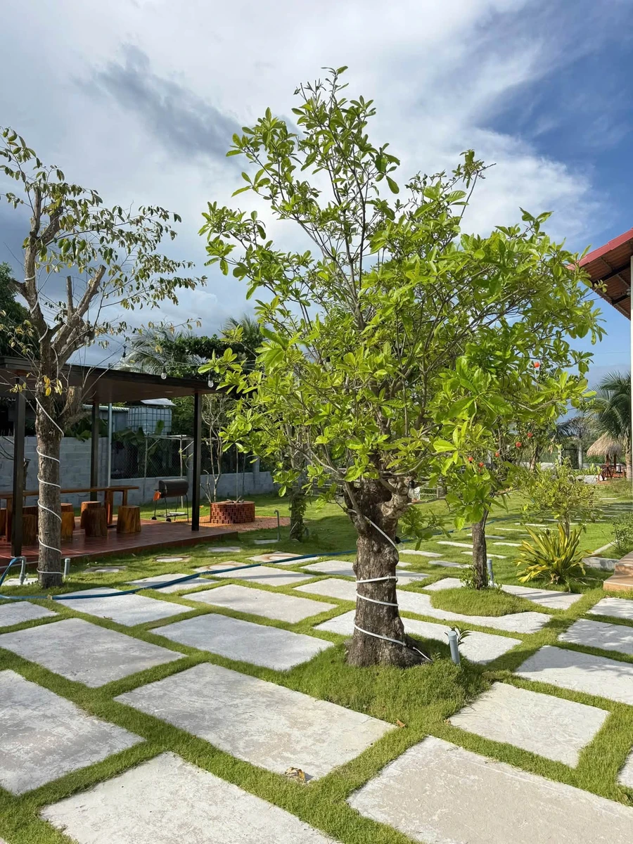Nhà vườn 1.600m² giá 1 tỷ 790 tại Lâm Đồng - Ảnh thu nhỏ 5