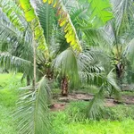 Bán đất vườn dừa Phú Khương 345m2 - Ảnh thu nhỏ 4
