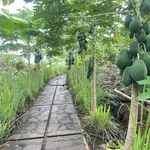 Bán đất vườn 1.00m² Định Quán, Đồng Nai - Ảnh thu nhỏ 3