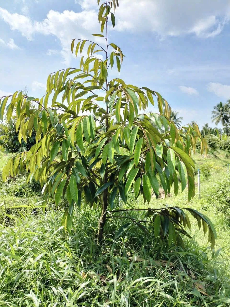 Bán đất vườn 300m² có cây ăn quả xã Tiên Long, Bình Chánh - Ảnh thu nhỏ 2