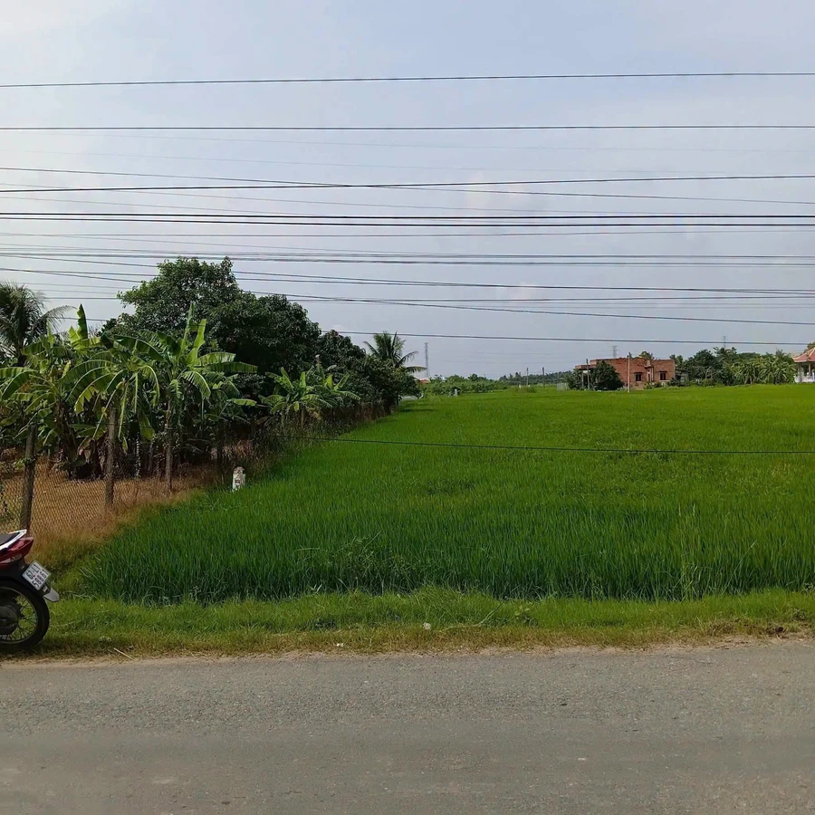 Bán đất lúa 1000m2 mặt tiền Cần Dước Long An - Ảnh thu nhỏ 3