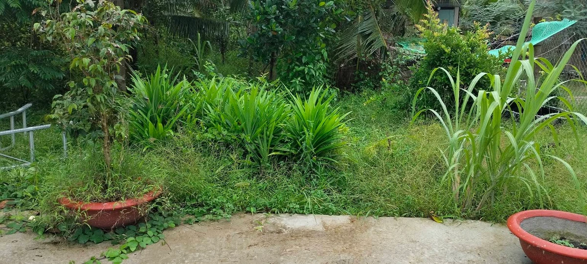 Bán nhà đất 755m² Châu Hòa Nhà Bè giá 550 triệu - Ảnh thu nhỏ 4