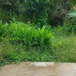 Bán nhà đất 755m² Châu Hòa Nhà Bè giá 550 triệu - Ảnh thu nhỏ 4