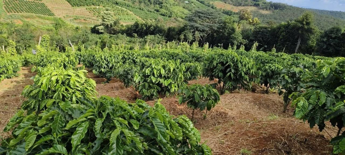 Bán đất Tuy Đức Lâm Đồng 1,3 hecta, giá 1,6 tỷ - Ảnh thu nhỏ 2