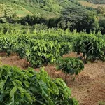 Bán đất Tuy Đức Lâm Đồng 1,3 hecta, giá 1,6 tỷ - Ảnh thu nhỏ 2