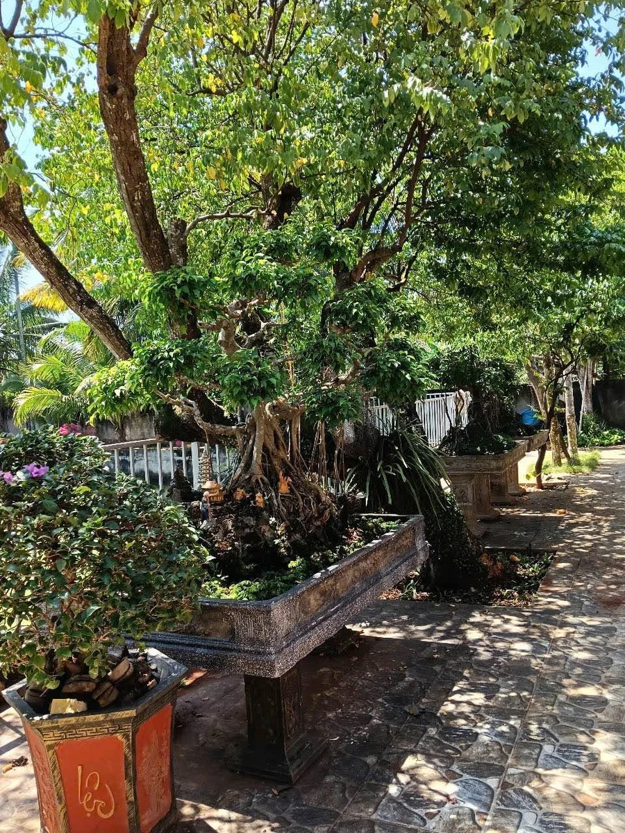 Bán nhà vườn mặt tiền Hoàng Quốc Việt, Buôn Ma Thuột, 4.372m² - Ảnh thu nhỏ 2