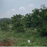 Bán 2,5ha rẫy cà phê Đắk Mil 1,799 tỷ - Ảnh thu nhỏ 3