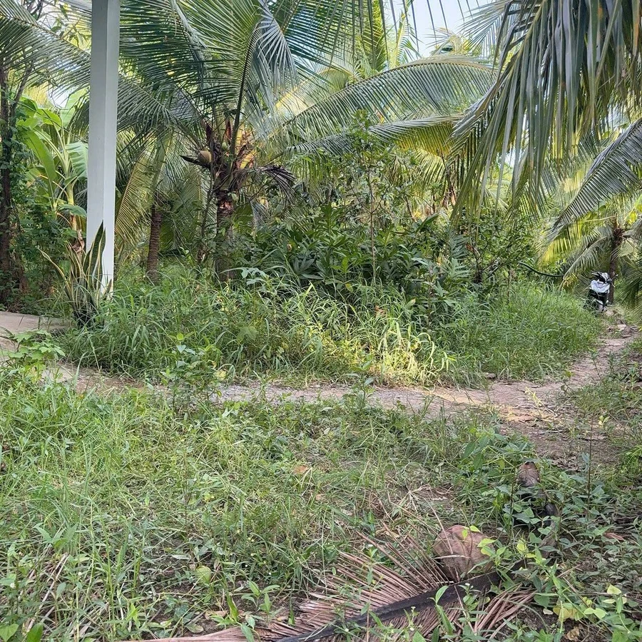 Bán đất 427m² tặng nhà 2 phòng Phú Hưng, Bến Tre - Ảnh thu nhỏ 2