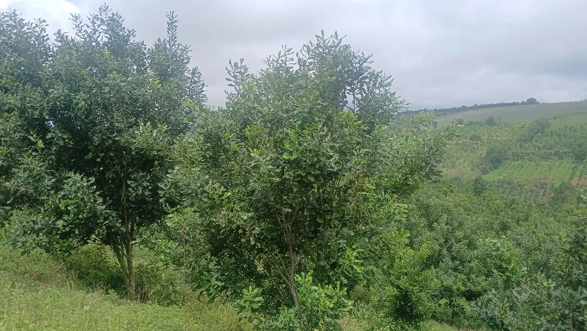 Bán đất rẫy 2,2ha Tuy Đức, Lâm Đồng, 2,5 tỷ - Ảnh thu nhỏ 2