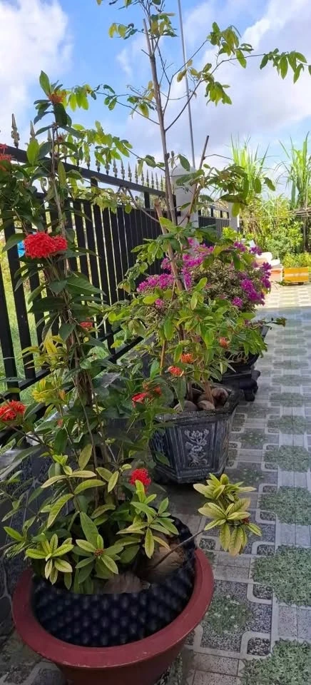 Bán nhà mái thái 221m² 2PN Bến Cát Hồ Chí Minh - Ảnh thu nhỏ 5