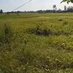 Bán đất thổ cư 130m² Bình Trinh Đông, Tân Trụ, Long An - Ảnh thu nhỏ 3