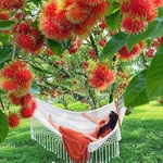 Bán đất nông nghiệp 25.000m2 Nam Cát Tiên Đồng Nai, 450 cây sầu riêng - Ảnh thu nhỏ 3
