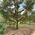 Bán đất thổ cư 91m² giá 490 triệu gần chợ Xuân Bảo - Ảnh thu nhỏ 1