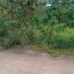 Bán đất 5x30m (150m2) thổ cư 15m2, đường bê tông, Tân Phú, Tây Ninh giá 230 triệu - Ảnh thu nhỏ 3