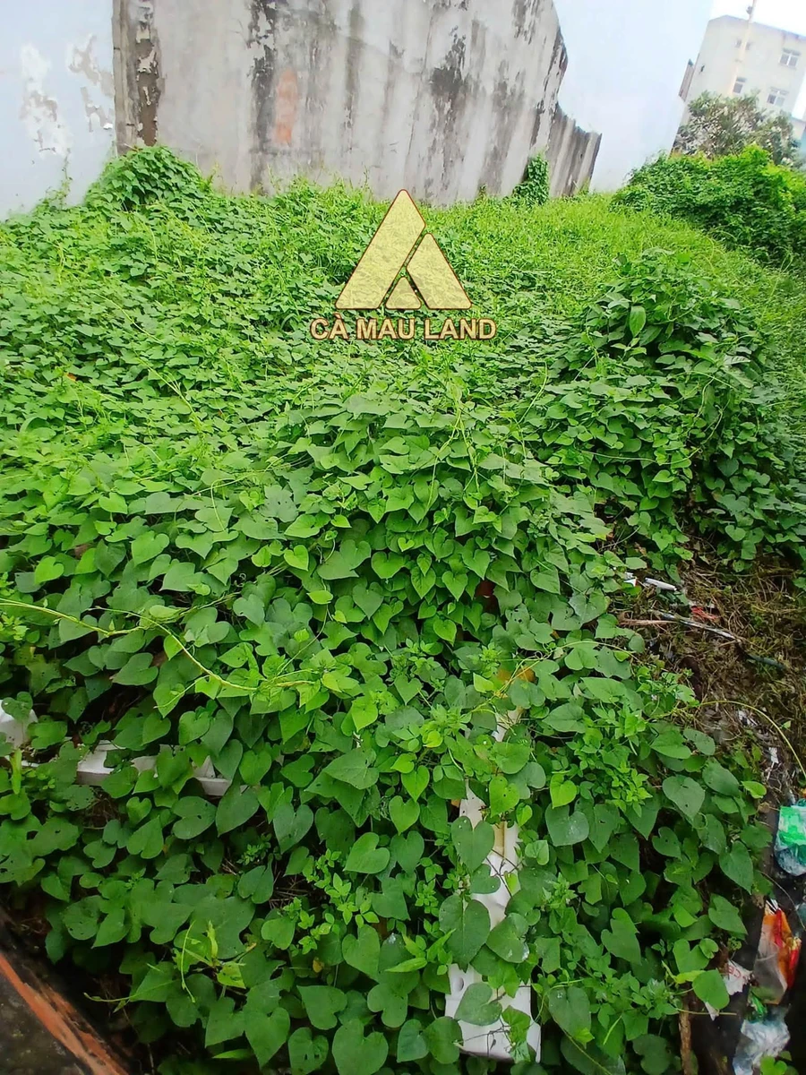 Bán nền đất Phường 4, Cà Mau 122.5m² - 2 tỷ 200 - Ảnh thu nhỏ 2