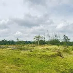 Bán đất nông nghiệp 2ha Eakao, Buôn Ma Thuột, 400 triệu/sào - Ảnh thu nhỏ 4