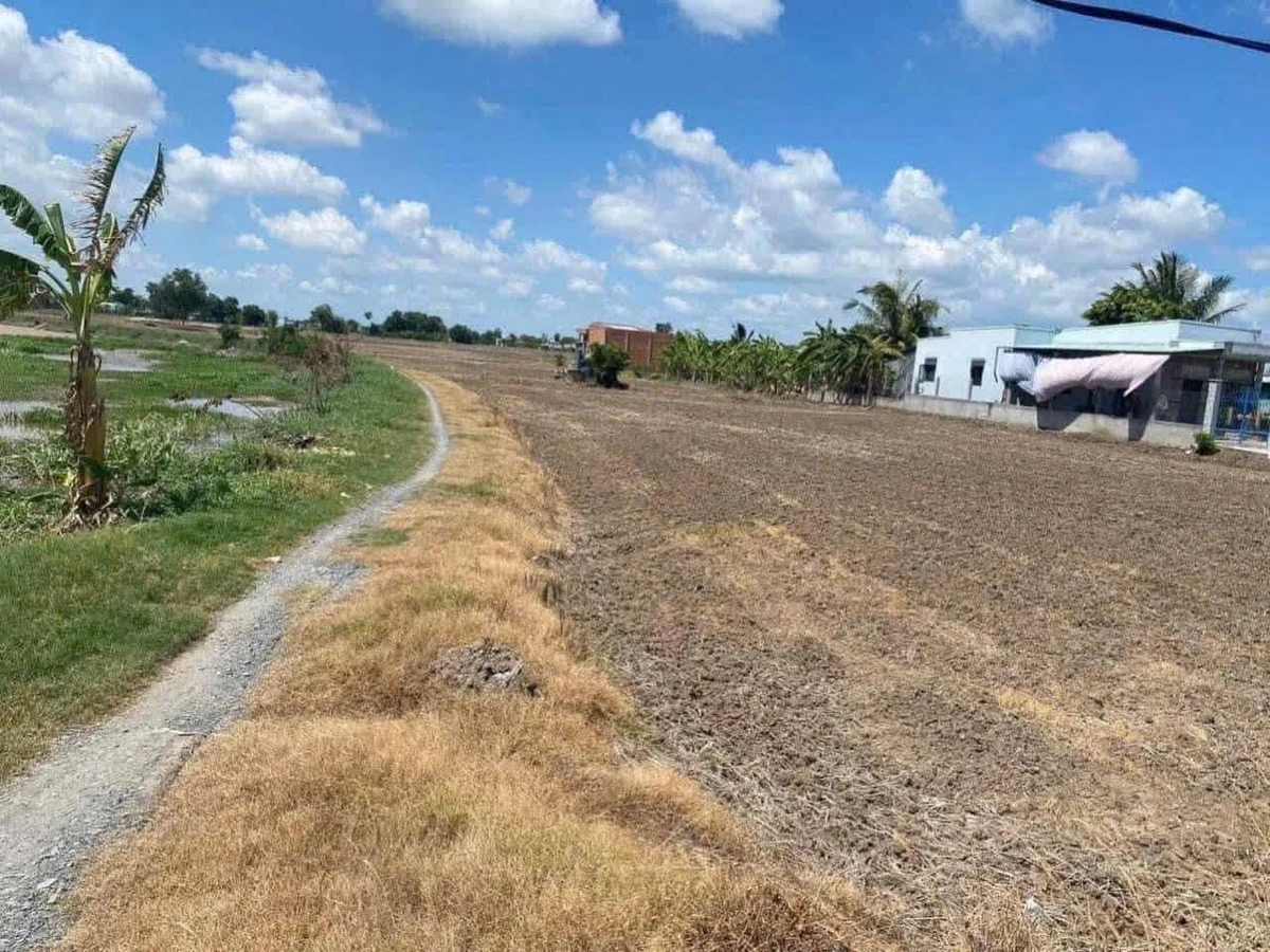 Bán 2000m² đất lúa 3 mặt tiền Phước Đông, Cần Dước - Ảnh thu nhỏ 3