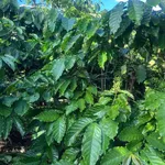 Bán đất nông nghiệp 1,5 hectare trồng sầu H'Leo Đắk Lắk - Ảnh thu nhỏ 3