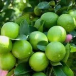 Bán đất vườn 500m2 giá 420 triệu tại Thạnh Hòa, Bến Lức, Long An (nay Tây Ninh) - Ảnh thu nhỏ 3