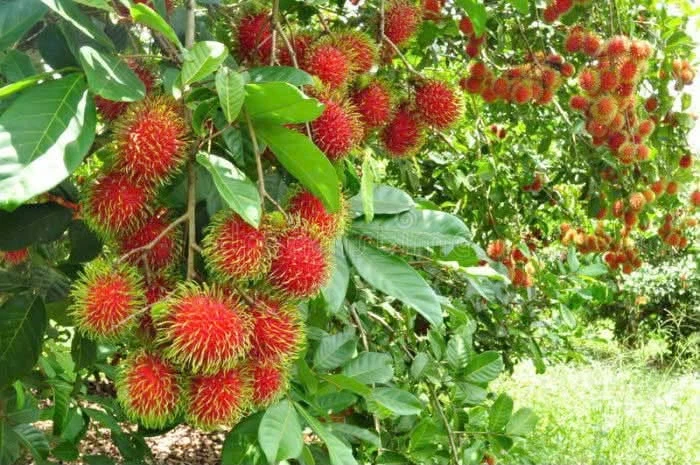 Bán vườn chôm chôm, măng cụt 4,7 sào giá 3,8 tỷ Đồng Nai - Ảnh thu nhỏ 3