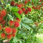 Bán vườn chôm chôm, măng cụt 4,7 sào giá 3,8 tỷ Đồng Nai - Ảnh thu nhỏ 3
