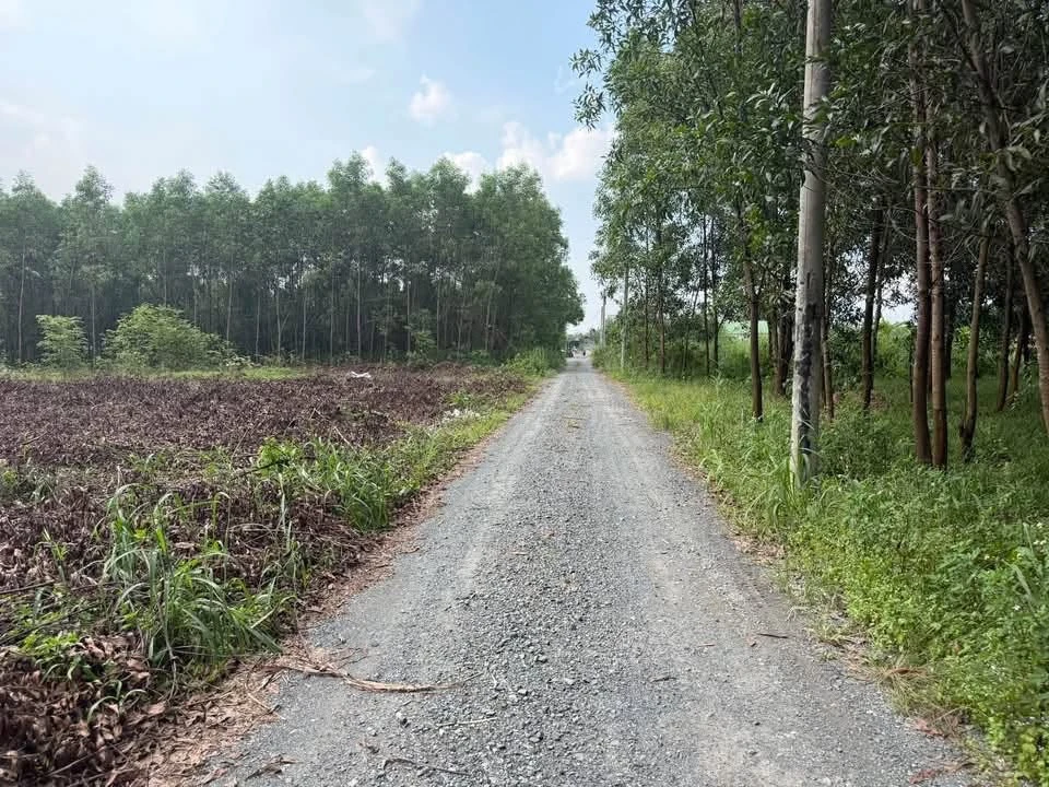Bán đất 111m2 Phùng Hưng Bình Chánh - Ảnh thu nhỏ 2