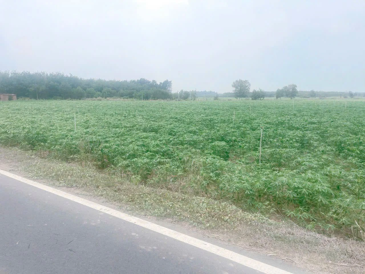 Đất mặt tiền 1000m² Tân Châu, Tây Ninh - 180 triệu - Ảnh 1