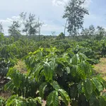 Chính chủ bán 1s5 tại P. Buôn Hồ. Đất trồng cf hiện xen kẽ cf già và cf mới. Đất chưa điện nước - Ảnh thu nhỏ 1