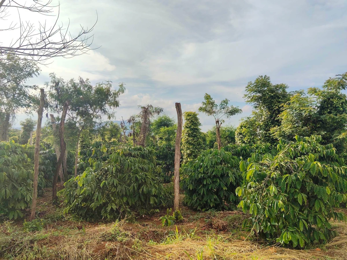 Bán đất rẫy Lâm Đồng 11000 m² giá 1,85 tỷ - Ảnh thu nhỏ 5