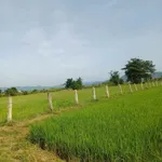Bán đất 2 sào 6 giá 145 triệu Bình Thuận - Ảnh thu nhỏ 2