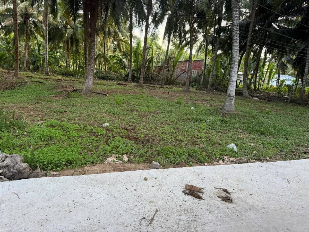 Bán đất vườn dừa 512m² mặt tiền ô tô tại Hòa Lộc - Ảnh thu nhỏ 3