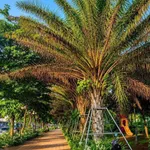 Bán nhà 4 tầng Ecocity Premia 6.5 tỷ, 108m2 - Ảnh thu nhỏ 1