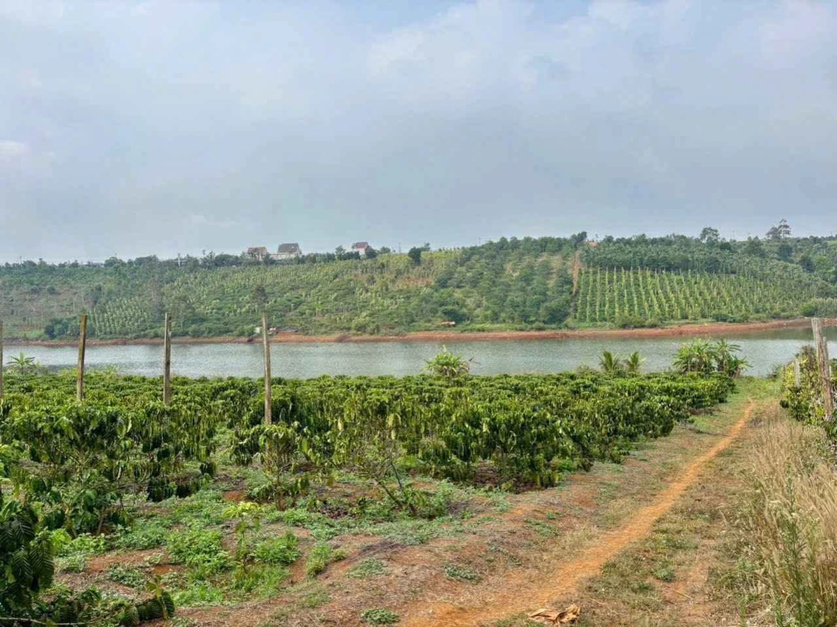 Bán vườn cà phê 2,1ha view hồ tự nhiên Đắk Nông - Ảnh thu nhỏ 3