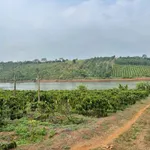 Bán vườn cà phê 2,1ha view hồ tự nhiên Đắk Nông - Ảnh thu nhỏ 3
