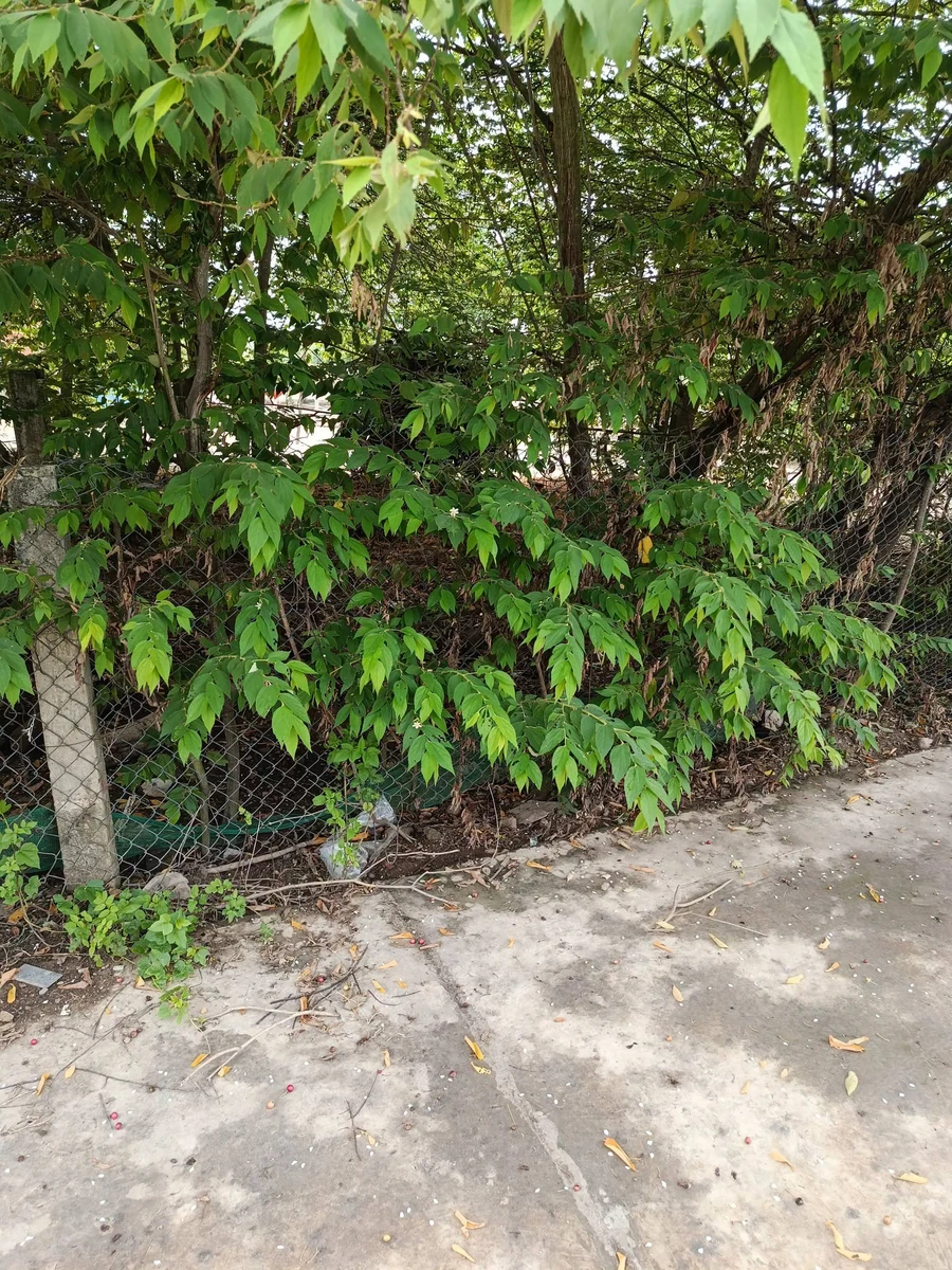 Bán 2 lô đất thổ cư Ninh Hòa 210m², 850 triệu/lô - Ảnh thu nhỏ 5