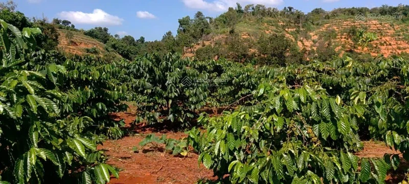 Bán lô đất MT gần 40m đường TL683, xã Đắk Sắk, H. Dăk Mil, Đắk Nông cũ