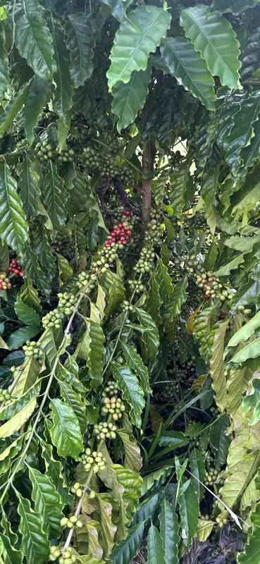 Bán đất nằm 3,5 ha Phú Riềng Bình Phước 8 tỷ