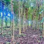 Bán đất nông nghiệp 1000m² sổ hồng riêng Đồng Nai - Ảnh thu nhỏ 1