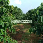 Bán đất nông nghiệp 1,5 ha có nhà xây và cà phê ở Đắk Nông - Ảnh thu nhỏ 2