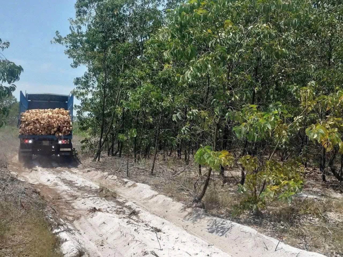 Bán đất biển Phong Phú TP Huế 21.000 m² chỉ 360 triệu - Ảnh thu nhỏ 4