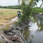 Bán đất ruộng 16 công mặt tiền kinh, Phong Thạnh, Vĩnh Long - Ảnh thu nhỏ 2