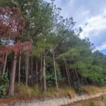 Bán đất rộng 6525m² view đẹp Tà Nung Đà Lạt 4.5 tỷ - Ảnh thu nhỏ 4