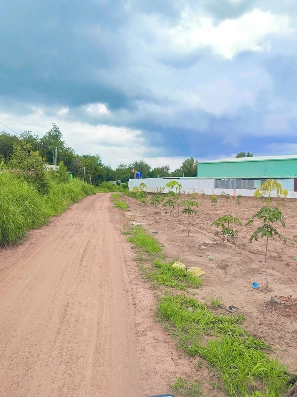 Bán đất 286m2 (100m2 thổ cư) xã An Linh, Phú Giáo, Bình Dương giá 350 triệu