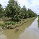 Bán vườn sầu riêng 26.000m2 có sẵn 430 cây, Trường Long, Phong Điền, Cần Thơ - Ảnh thu nhỏ 4