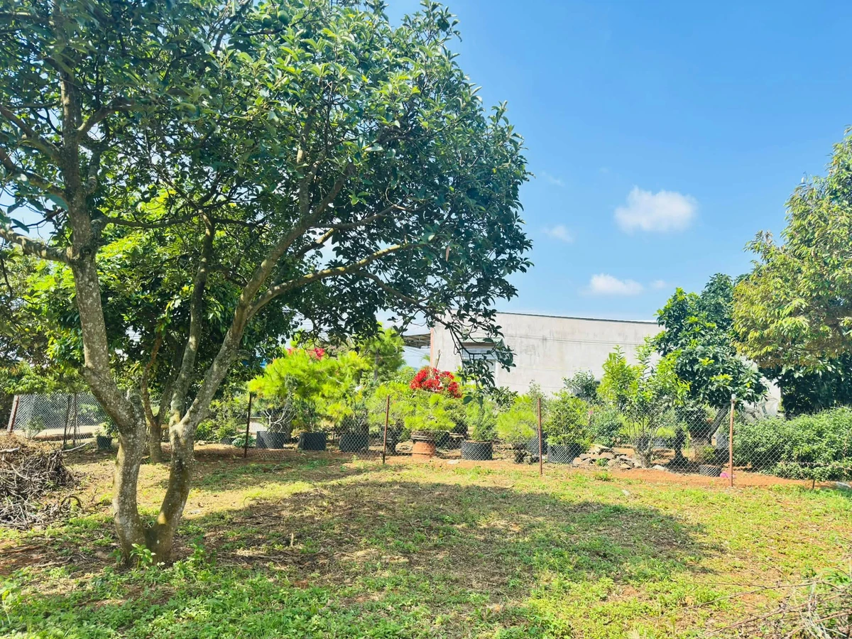 Bán đất nền Tân Hội Lâm Đồng 125m² giá 680 triệu - Ảnh thu nhỏ 4