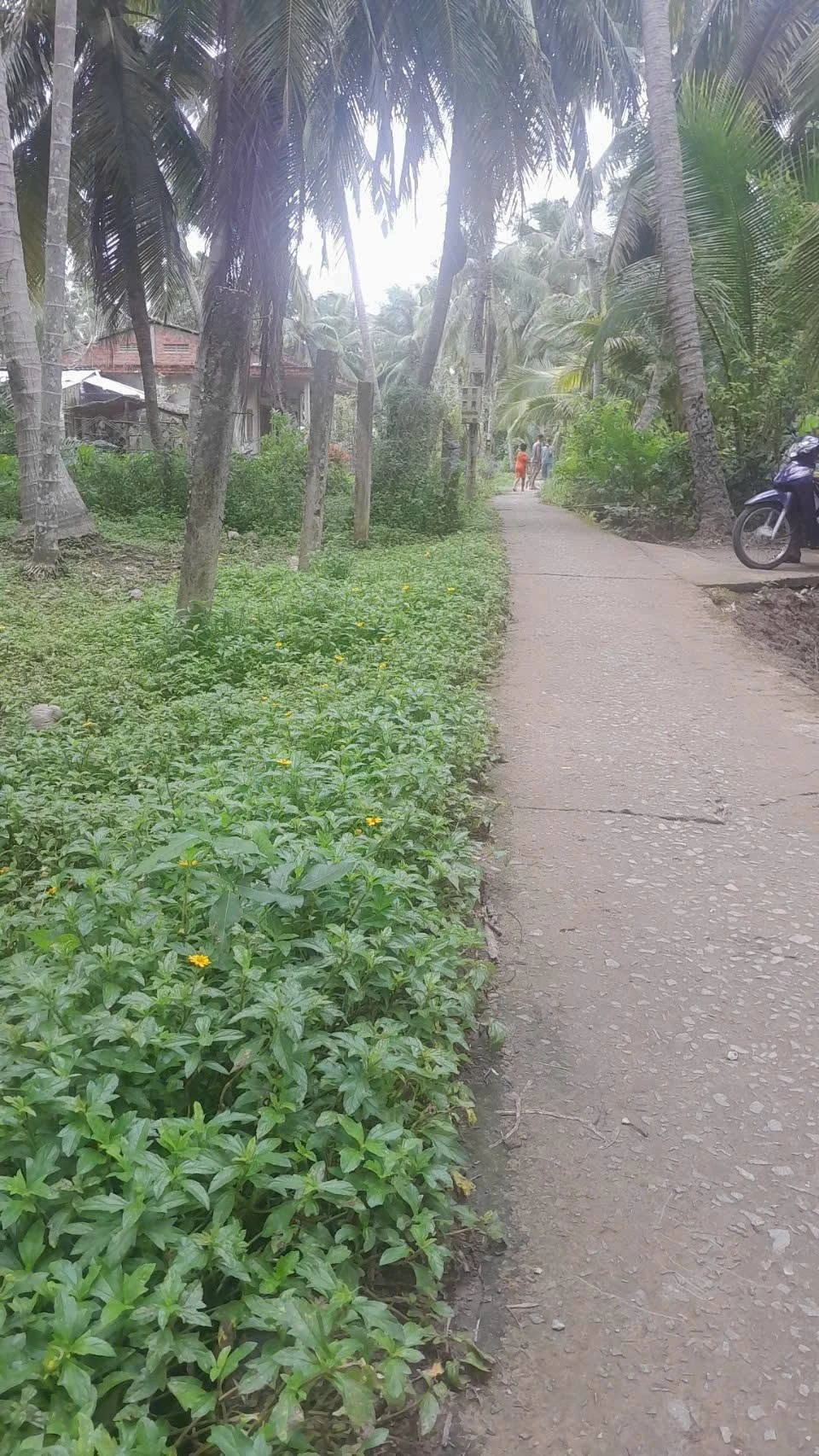 Bán đất Hòa Lộc 768m² ngang 20m - Ảnh 1