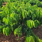 Bán 1,5 héc đất đỏ bazan tại Eapok Cưmgar, Đắk Lắk - Ảnh thu nhỏ 3