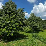 Bán 2ha đất sầu riêng Ea Nam Đắk Lắk 7,2 tỷ - Ảnh thu nhỏ 5
