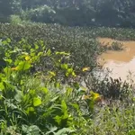Bán vườn cà phê 3 hecta Tân Lâm, Di Linh, Lâm Đồng - Ảnh thu nhỏ 4
